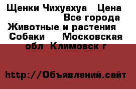 Щенки Чихуахуа › Цена ­ 12000-15000 - Все города Животные и растения » Собаки   . Московская обл.,Климовск г.